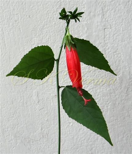  Flowering Branch